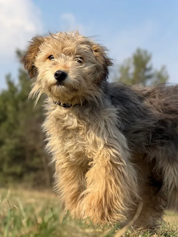 Pies do adopcji, Pieczyska, 30 marca 2026 (4/4)