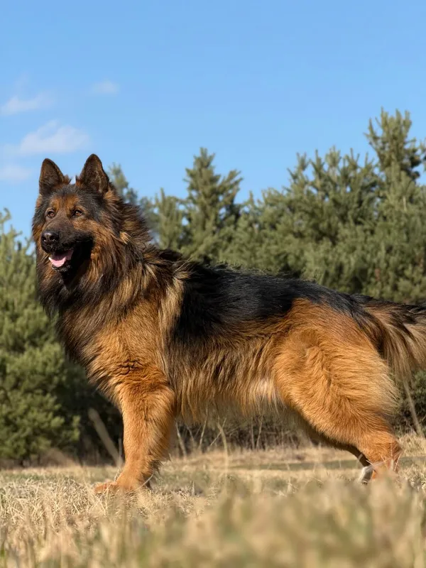 Pies do adopcji, Pieczyska, 30 marca 2026 (2/5)