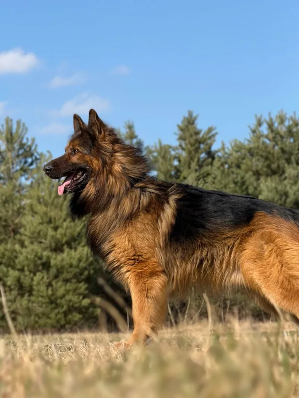 Pies do adopcji, Pieczyska, 30 marca 2026 (4/5)