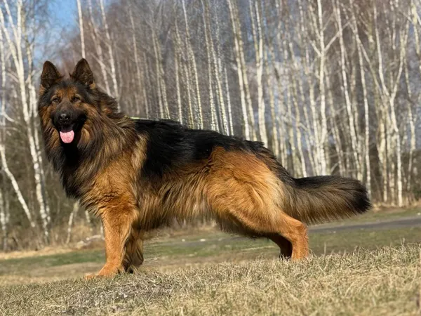 Pies do adopcji, Pieczyska, 30 marca 2026 (5/5)