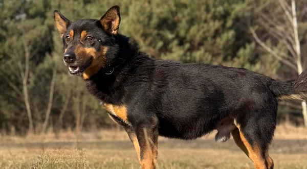 Pies do adopcji, Pieczyska, 30 marca 2026 (1/5)