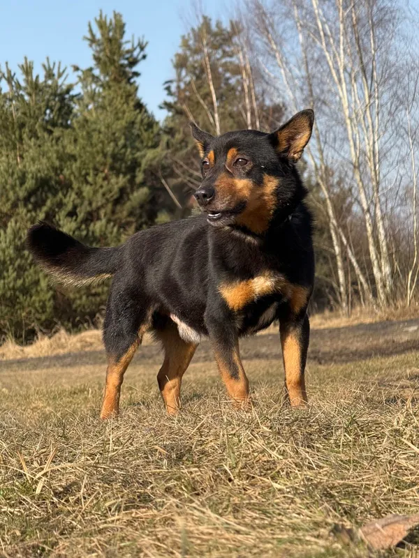 Pies do adopcji, Pieczyska, 30 marca 2026 (3/5)