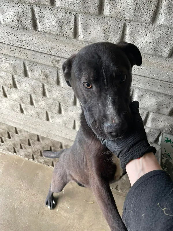 Pies do adopcji, Zgierz, 30 marca 2026 (1/3)