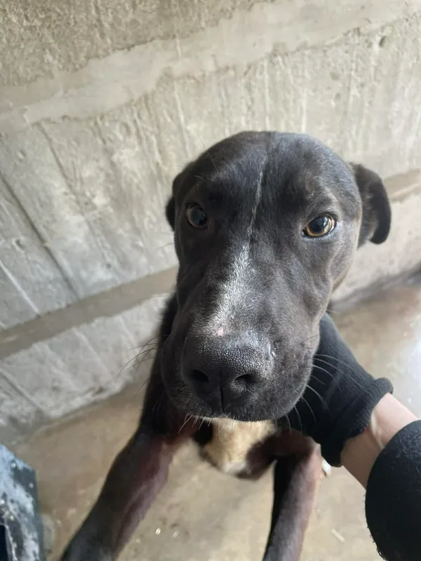 Pies do adopcji, Zgierz, 30 marca 2026 (2/3)