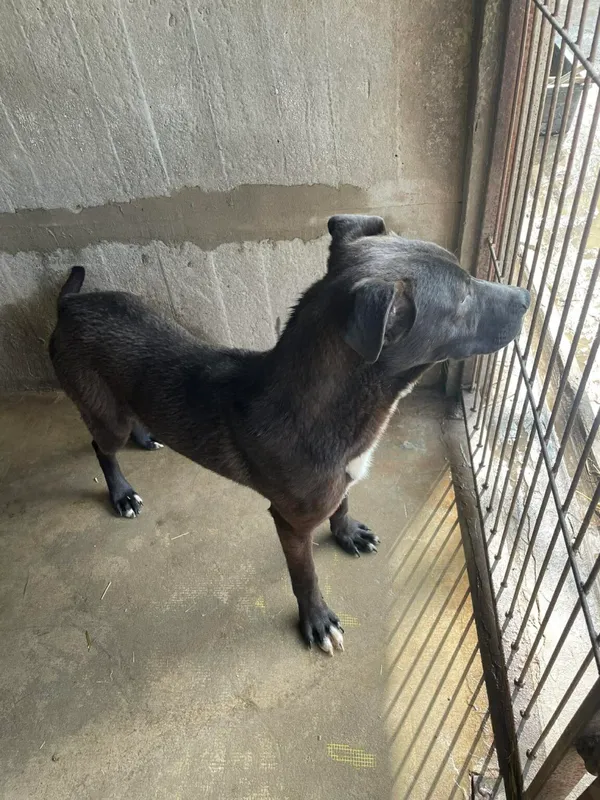 Pies do adopcji, Zgierz, 30 marca 2026 (3/3)