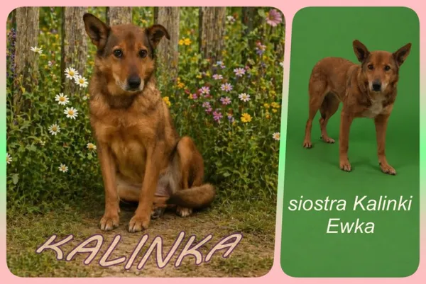 Pies do adopcji, Kraków, 16 marca 2026 (2/2)