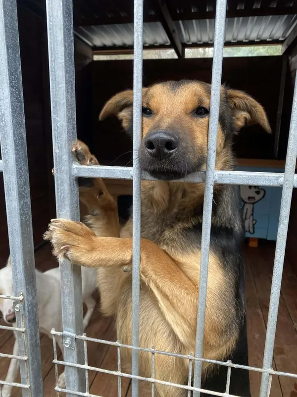 Pies do adopcji, Rytlów, 30 marca 2026