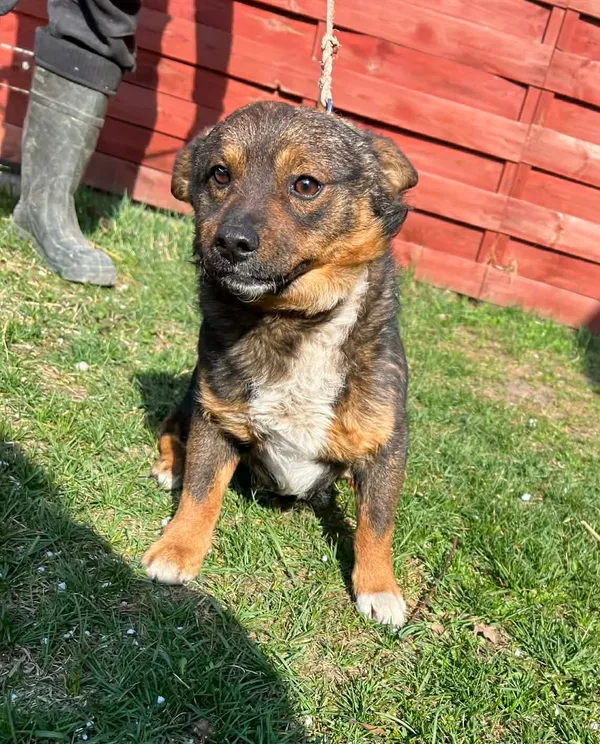 Znaleziono psa, Czartki, 30 marca 2026