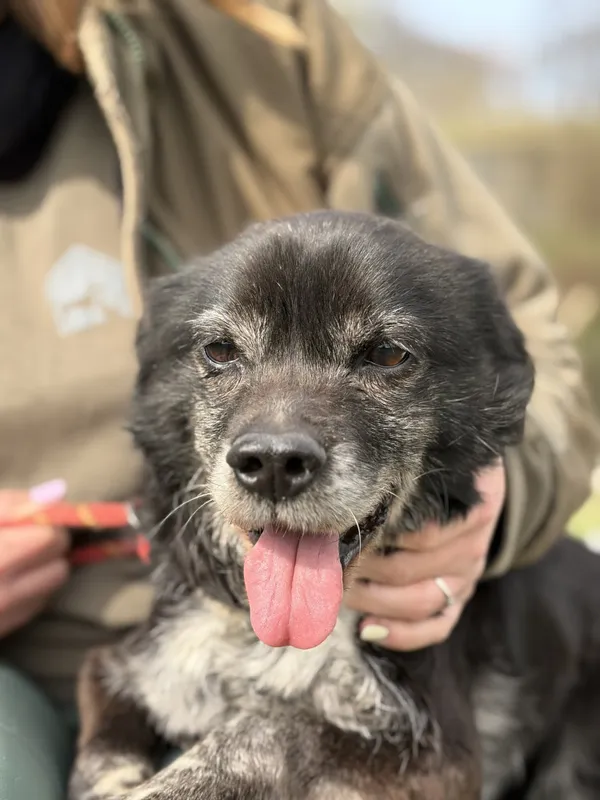 Pies do adopcji, Bełchatów, 28 stycznia 2026 (1/5)