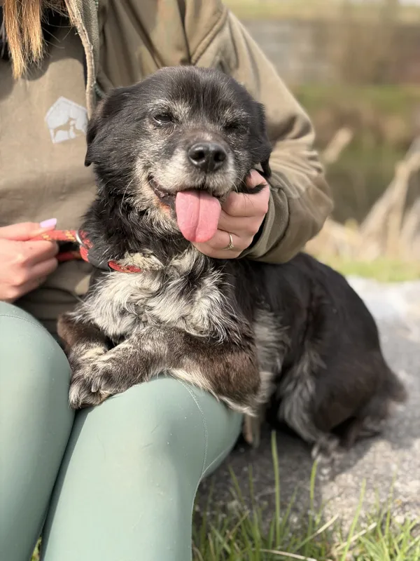Pies do adopcji, Bełchatów, 28 stycznia 2026 (2/5)