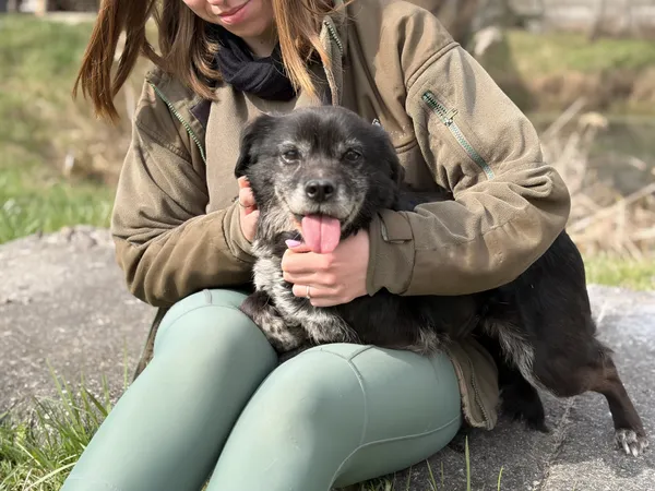 Pies do adopcji, Bełchatów, 28 stycznia 2026 (5/5)