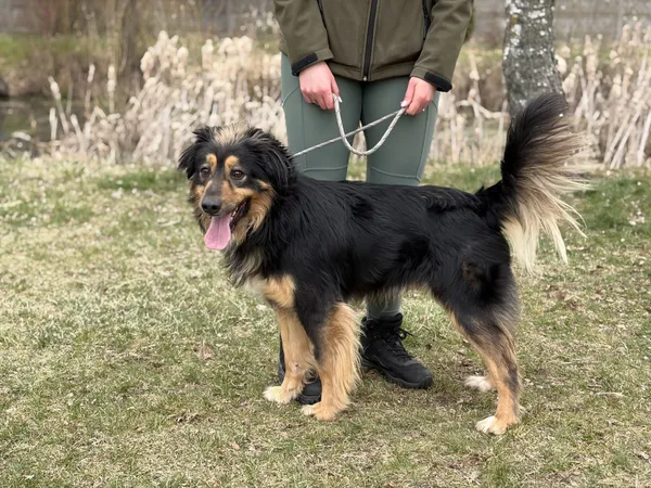 Pies do adopcji, Bełchatów, 17 lutego 2026 (1/5)