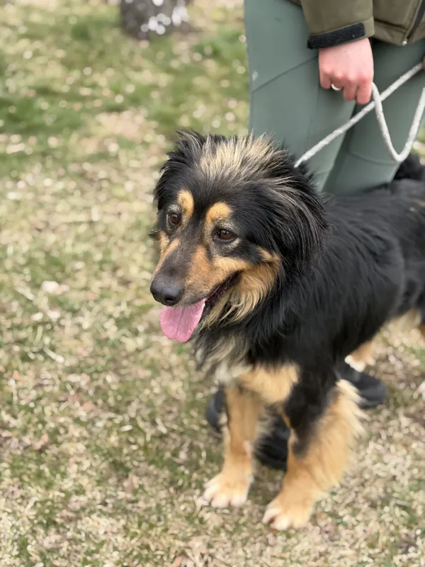 Pies do adopcji, Bełchatów, 17 lutego 2026 (2/5)