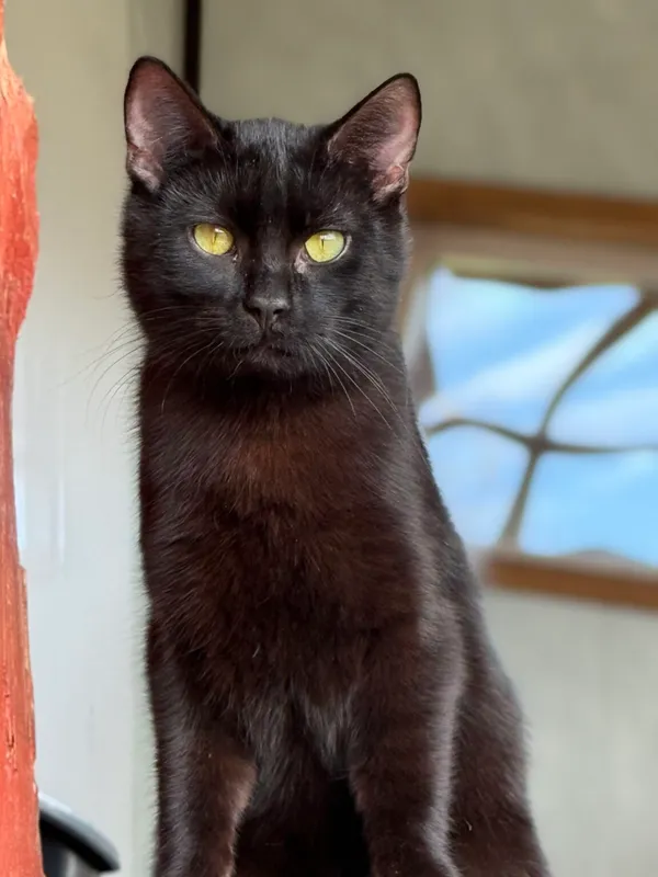 Kot do adopcji, Pieczyska, 30 marca 2026 (2/5)