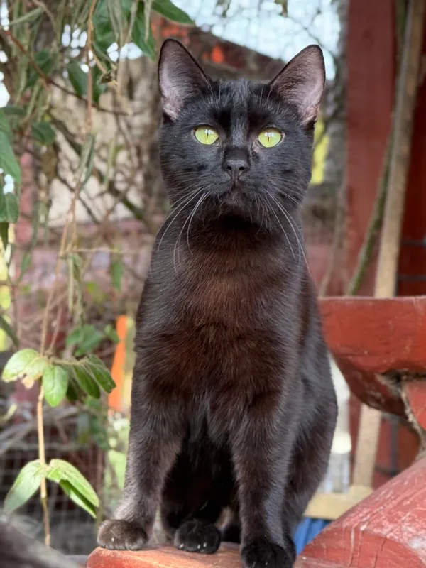 Kot do adopcji, Pieczyska, 30 marca 2026 (3/5)