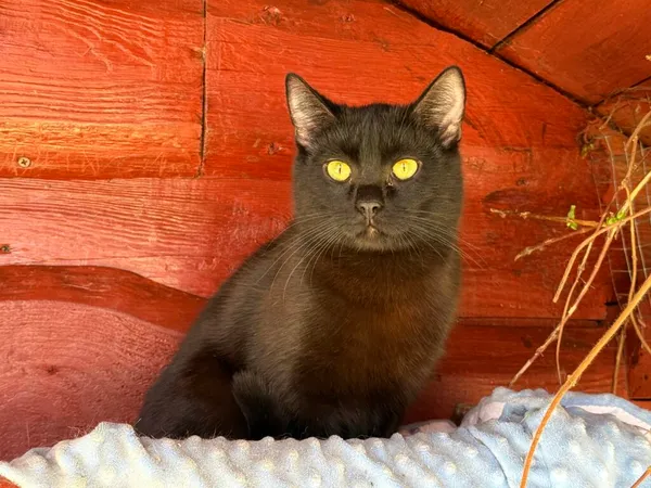 Kot do adopcji, Pieczyska, 30 marca 2026 (4/5)