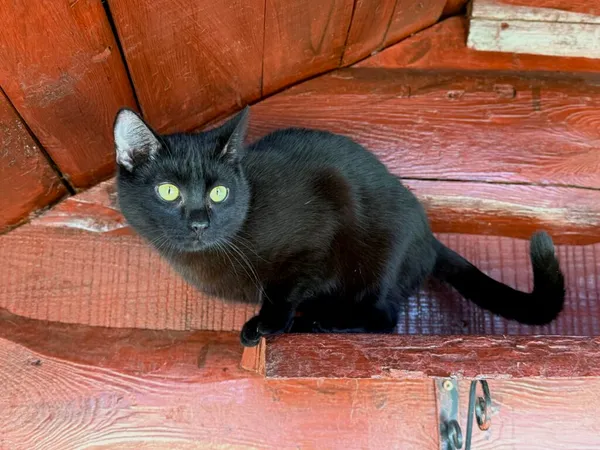 Kot do adopcji, Pieczyska, 30 marca 2026 (5/5)