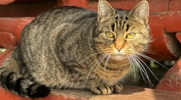 Kot do adopcji, Pieczyska, 30 marca 2026 (1/5)