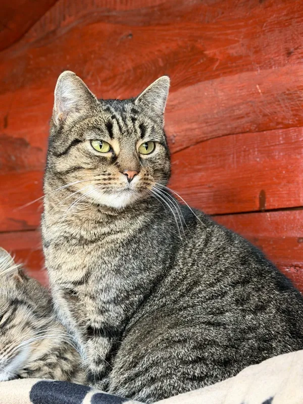 Kot do adopcji, Pieczyska, 30 marca 2026 (2/5)