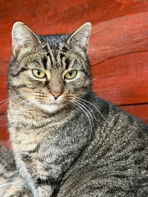 Kot do adopcji, Pieczyska, 30 marca 2026 (3/5)