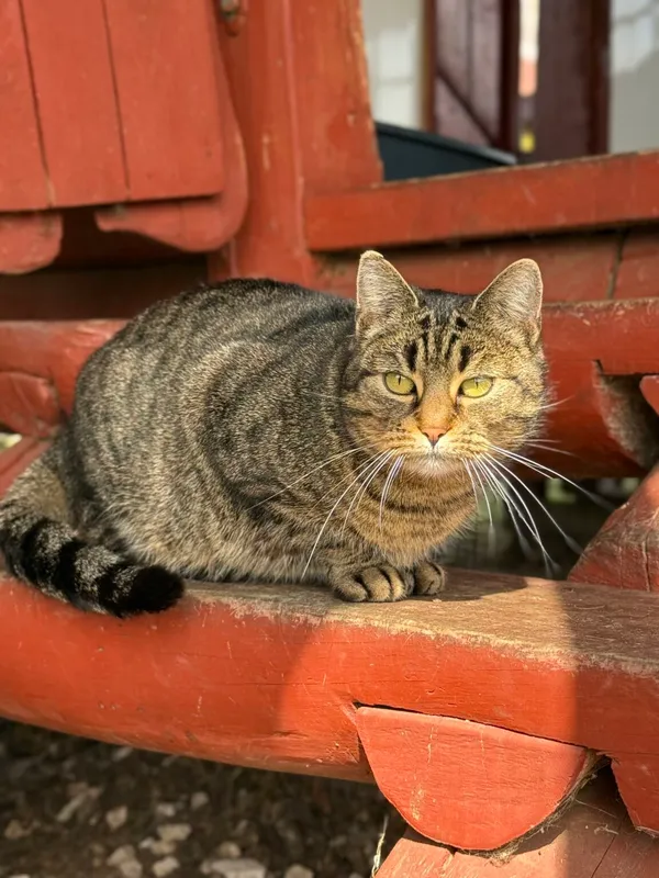 Kot do adopcji, Pieczyska, 30 marca 2026 (4/5)