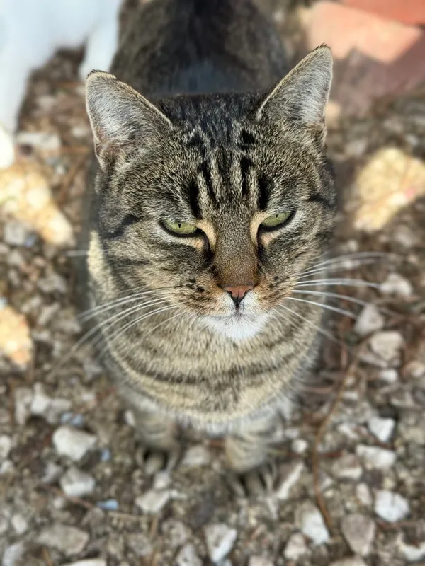 Kot do adopcji, Pieczyska, 30 marca 2026 (5/5)