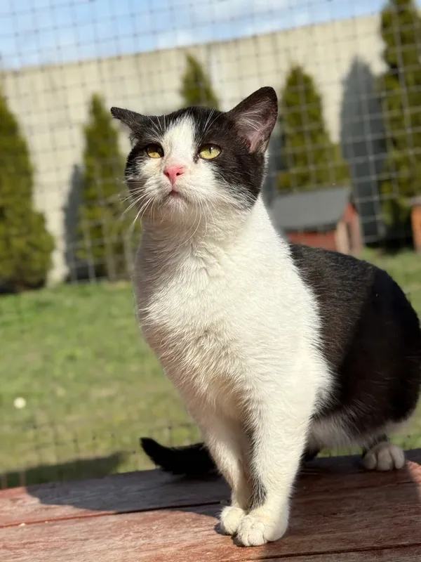 Kot do adopcji, Pieczyska, 30 marca 2026 (2/5)