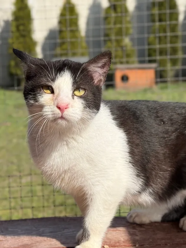 Kot do adopcji, Pieczyska, 30 marca 2026 (3/5)