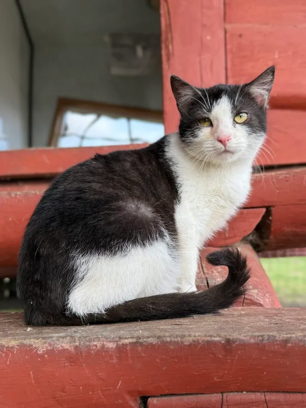 Kot do adopcji, Pieczyska, 30 marca 2026 (5/5)