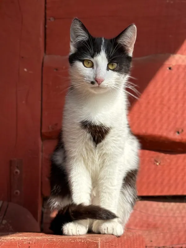 Kot do adopcji, Pieczyska, 30 marca 2026 (2/5)