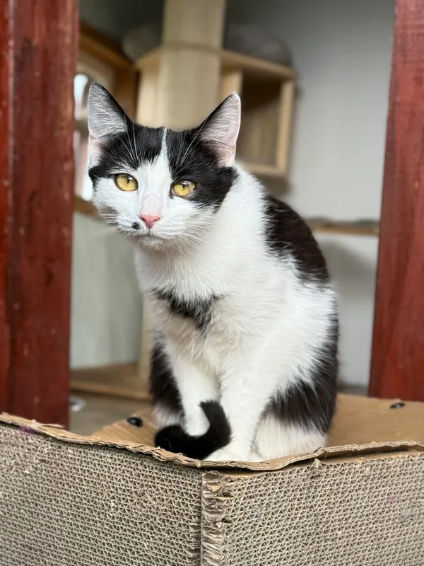 Kot do adopcji, Pieczyska, 30 marca 2026 (3/5)