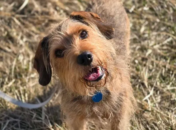 Pies do adopcji, Gorzów Wielkopolski, 27 marca 2026