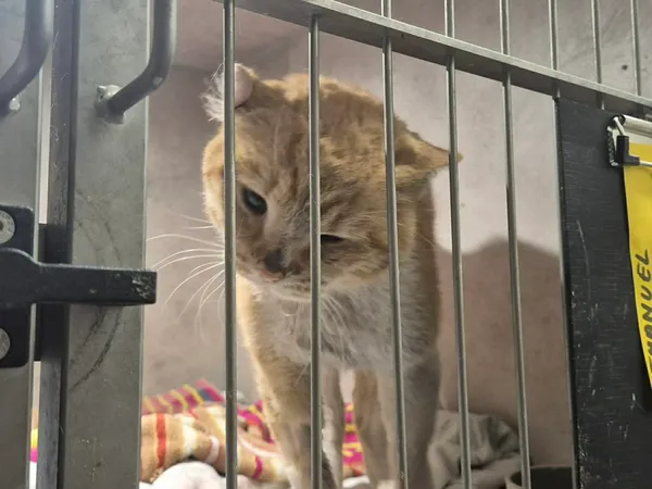 Znaleziono kota, Sosnowiec, 26 marca 2026