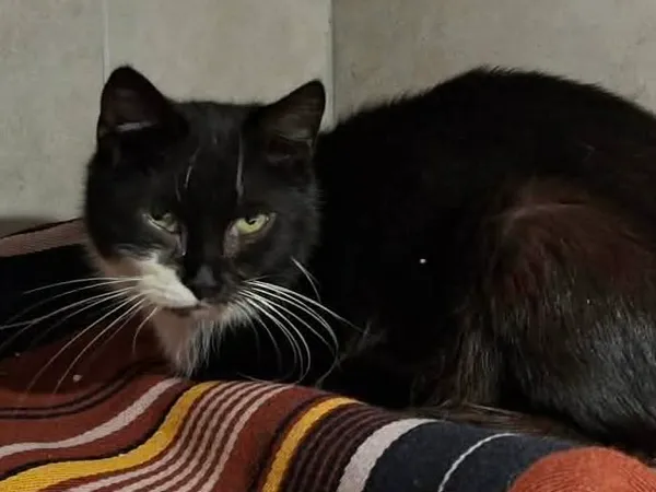 Znaleziono kota, Sosnowiec, 26 marca 2026