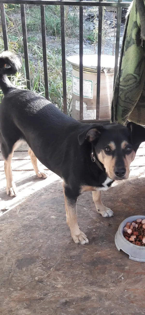 Zaginął pies, Łódź, 31 marca 2026