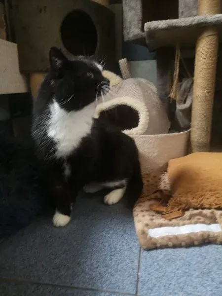 Kot do adopcji, Milanówek, 31 marca 2026 (2/2)