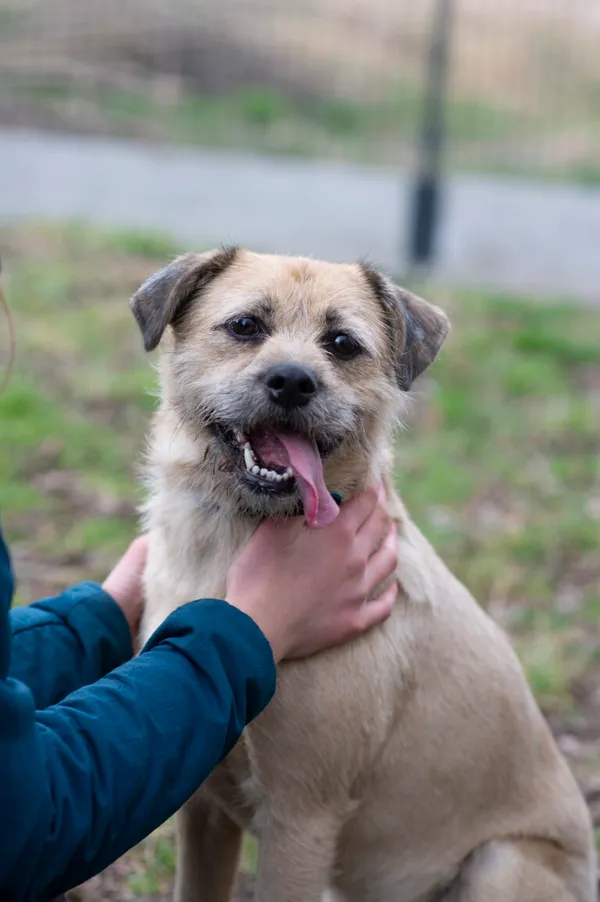 Pies do adopcji, Jelenia Góra, 16 marca 2026 (1/4)