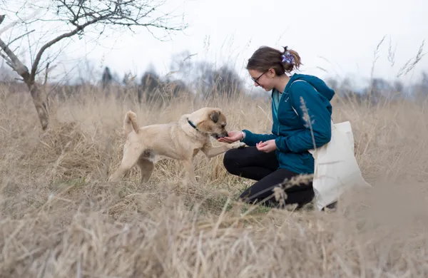 Pies do adopcji, Jelenia Góra, 16 marca 2026 (2/4)