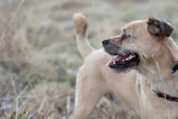 Pies do adopcji, Jelenia Góra, 16 marca 2026 (3/4)