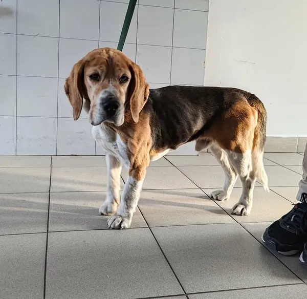 Znaleziono psa, Lublin, 30 marca 2026