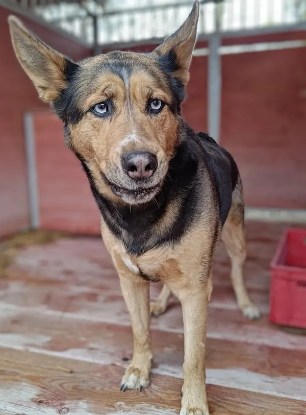 Znaleziono psa, Lublin, 30 marca 2026