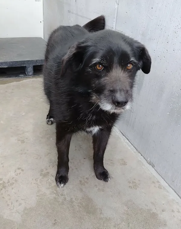 Znaleziono psa, Lublin, 30 marca 2026