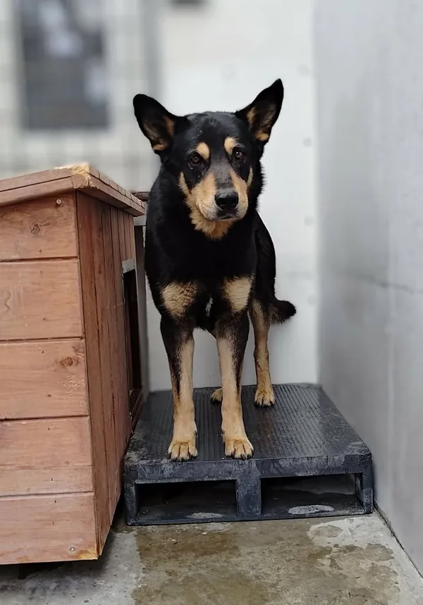 Znaleziono psa, Lublin, 30 marca 2026