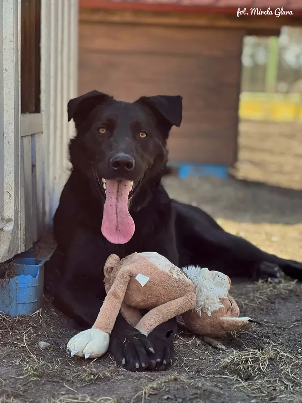 Pies do adopcji, Bydgoszcz, 31 marca 2026 (1/5)