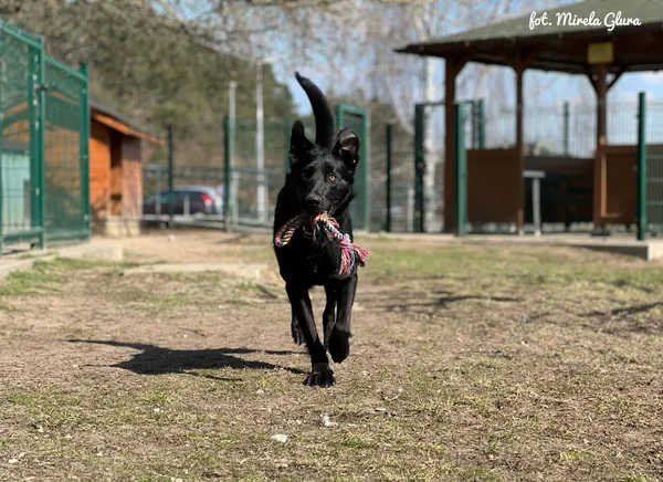 Pies do adopcji, Bydgoszcz, 31 marca 2026 (3/5)