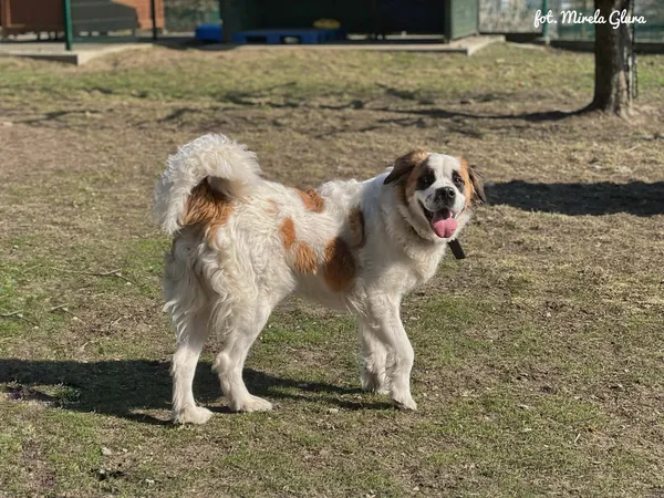 Pies do adopcji, Bydgoszcz, 31 marca 2026 (2/5)