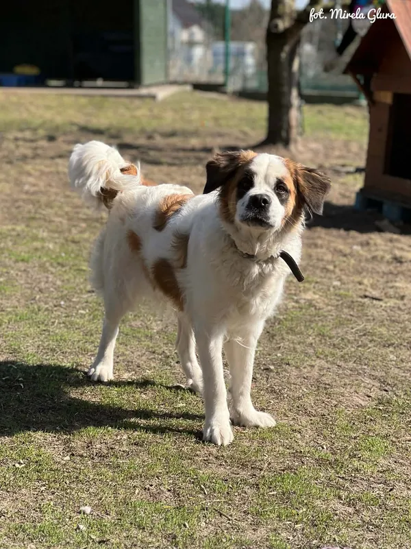 Pies do adopcji, Bydgoszcz, 31 marca 2026 (3/5)