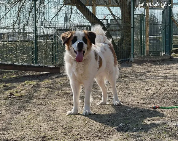 Pies do adopcji, Bydgoszcz, 31 marca 2026 (5/5)