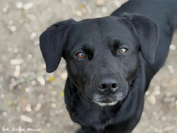 Pies do adopcji, Bydgoszcz, 31 marca 2026 (1/5)