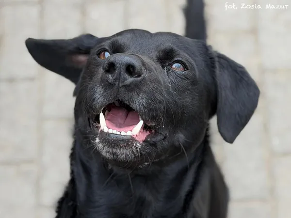 Pies do adopcji, Bydgoszcz, 31 marca 2026 (3/5)